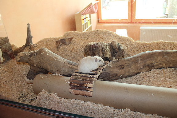 IMG_9061.JPG 